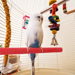 Parrot Standing Stick Station Pole Bird Claw Beak Grinding Bar Stick Parrot Grinding Stand Claws Bird Supplies Cage Accessories
