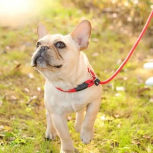 Nylon Dog Training Leash P Chain Pet Outdoor Walking Supplies for Small Medium Dogs Border Collie Golden Retriever Puppy