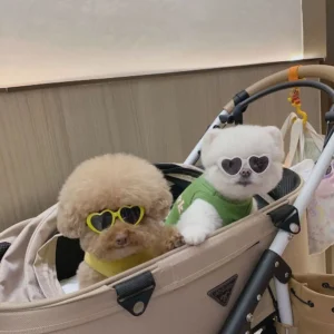 Plastic Cute Pet Products For Small Cat Photos Props Pet Glasses Cat Glasses Cat  Eye-Wear Cat Sunglasses Pets Party Decor